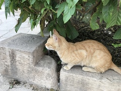 Felis catus