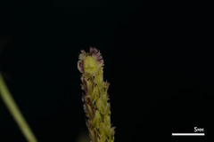Paspalum fimbriatum