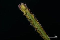 Paspalum fimbriatum