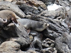 Arctocephalus tropicalis