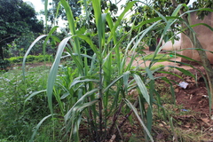 Panicoideae