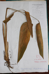 Marantochloa