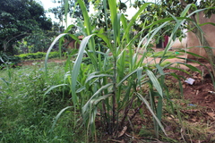 Panicoideae
