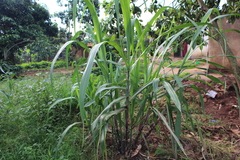 Panicoideae