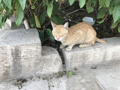 Felis catus