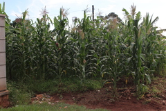 Zea mays