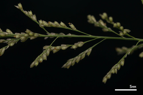 Sporobolus diandrus
