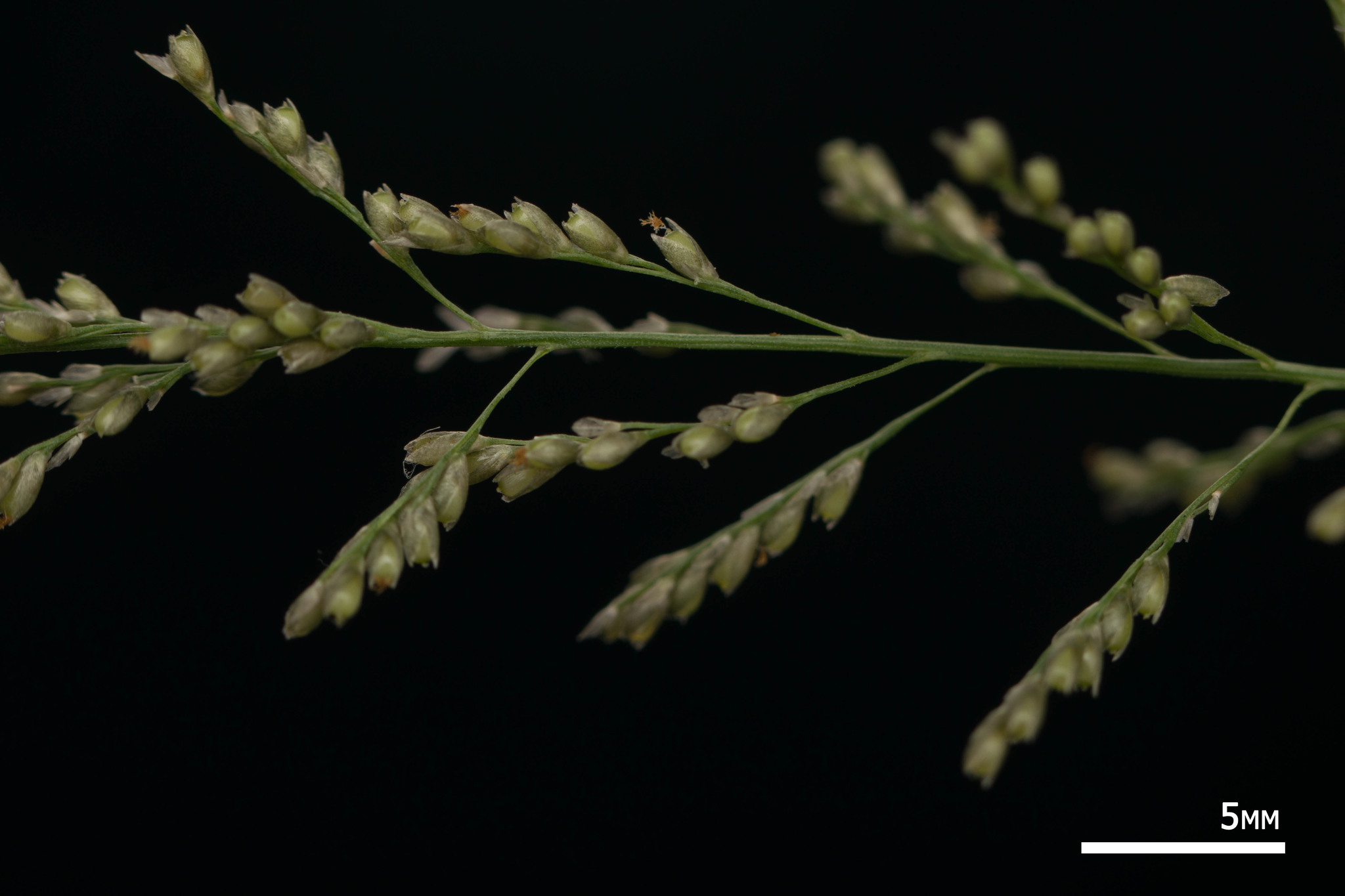 Sporobolus diandrus