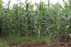 Zea mays