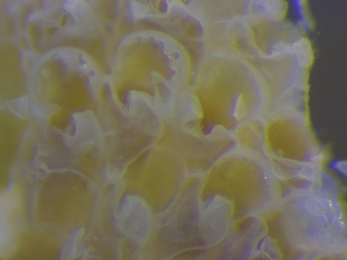 Rhamphostomella in life