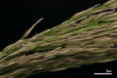 Digitaria insularis