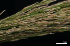 Digitaria insularis