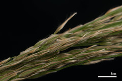 Digitaria insularis
