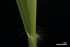 Digitaria insularis