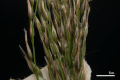 Digitaria insularis