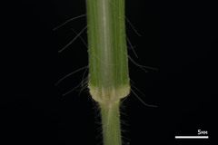 Digitaria insularis