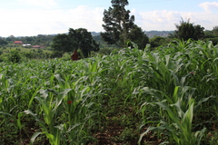 Zea mays
