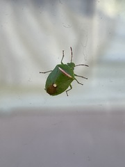 Ocirrhoe unimaculata