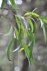 Eucalyptus nitida