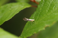 Argyresthia spinosella