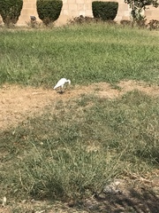 Bubulcus ibis
