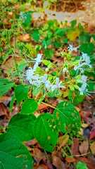Clerodendrum infortunatum