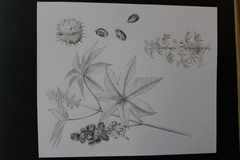 Ricinus communis