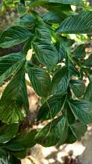 Amorphophallus paeoniifolius