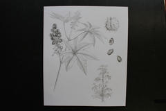 Ricinus communis