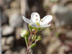 Arenaria controversa