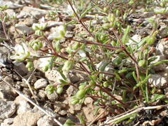 Arenaria controversa