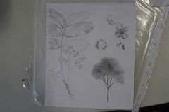 Fabaceae