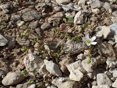 Arenaria controversa
