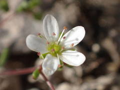 Arenaria controversa