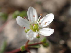 Arenaria controversa