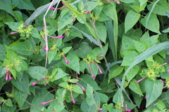 Mirabilis jalapa image