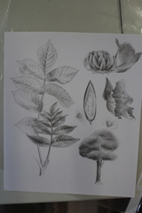 Spathodea campanulata