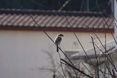Lanius bucephalus bucephalus