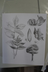 Spathodea campanulata