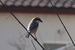 Lanius bucephalus bucephalus