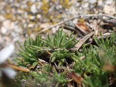 Minuartia recurva condensata