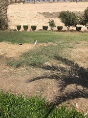 Bubulcus ibis