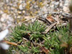 Minuartia recurva condensata