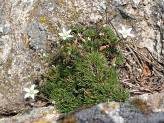 Minuartia recurva condensata