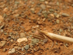 Chroicopterinae