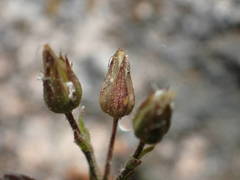 Minuartia recurva condensata