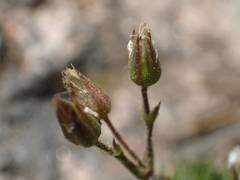 Minuartia recurva condensata
