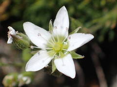Minuartia recurva condensata