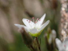 Minuartia recurva condensata