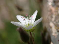 Minuartia recurva condensata